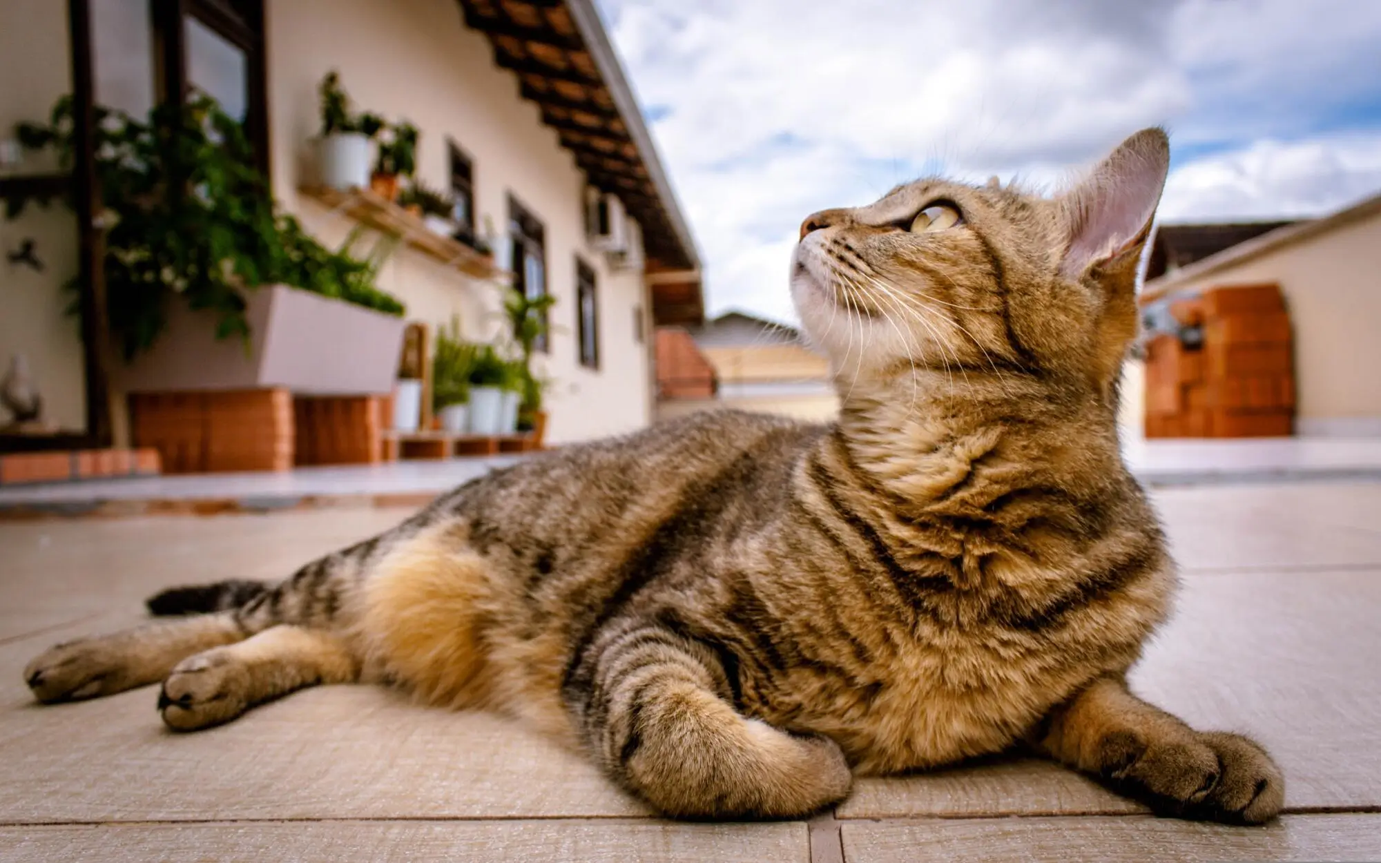 Pets in Rental Properties: A Comprehensive Guide for Tallahassee, FL Landlords